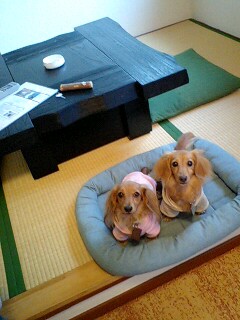 IԂ藷vol.2