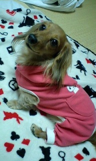 Ӷ޼ދs֍svol.10